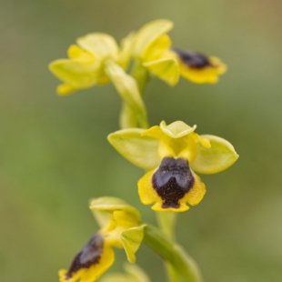 Ophrys lutea ssp galilaea